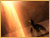 [ DESKTOP IMAGES ]
